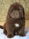 Puppies for sale Sweden, Malmo Newfoundland