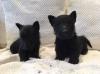 Puppies for sale Germany, Cottbus Scots setter