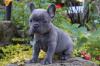 Puppies for sale Sweden, Stockholm French Bulldog