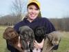 Puppies for sale Netherlands, Rotterdam Labrador