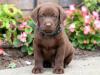 Puppies for sale Cyprus, Nicosia Labrador