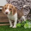 Puppies for sale Hungary, Budapest Beagle