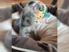 Puppies for sale Cyprus, Paphos French Bulldog