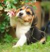 Puppies for sale Greece, Piraeus Beagle