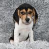 Puppies for sale Netherlands, Eindhoven Beagle