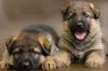 Puppies for sale Sweden, Stockholm German Shepherd Dog