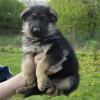 Puppies for sale Czech Republic, Prague German Shepherd Dog