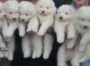 Puppies for sale Poland, Warsaw Samoyed dog (Samoyed)