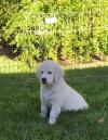 Puppies for sale Belarus, Minsk Golden Retriever