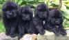Puppies for sale Sweden, Stockholm Newfoundland