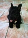 Puppies for sale Sweden, Norcheping Scotch-terrier