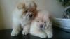 Puppies for sale Cyprus, Limassol Chow Chow