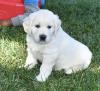 Puppies for sale Kazakhstan, Aqtobe Golden Retriever