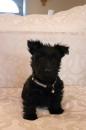 Puppies for sale Netherlands, Rotterdam Scotch-terrier