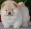 Puppies for sale Belgium, Brussels Chow Chow