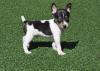 Puppies for sale Sweden, Stockholm Fokxterer
