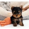 Puppies for sale Sweden, Stockholm Yorkshire Terrier