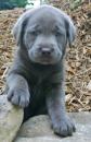 Puppies for sale Spain, Madrid Labrador