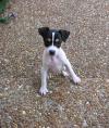 Puppies for sale Netherlands, Rotterdam Fokxterer