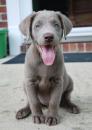 Puppies for sale Cyprus, Ayia Napa Labrador