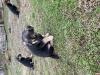 Dogs  free Hungary, Szekesfehervar, Cece Golden Retriever, Mixed