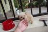 Puppies for sale Spain, Santa Cruz de Tenerife Poodle