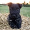 Puppies for sale Finland, Helsinki Scotch-terrier