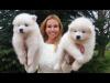 Puppies for sale Cyprus, Nicosia Samoyed dog (Samoyed)