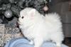 Puppies for sale Cyprus, Nicosia Pomeranian Spitz