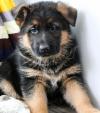 Puppies for sale Netherlands, Maastricht German Shepherd Dog