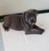 Puppies for sale Malta, Valletta Staffordshire Bull Terrier