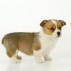 Puppies for sale Slovenia, Bela Church , welsh corgi, pembroke