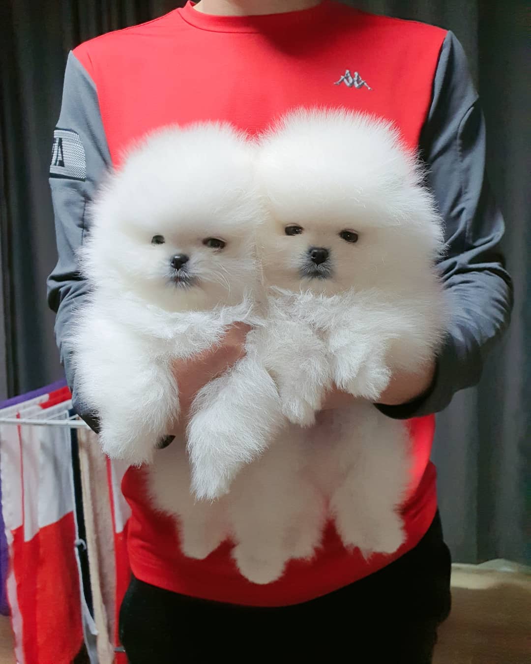 Puppies for sale Ukraine, Odessa Pomeranian Spitz