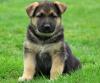 Puppies for sale Poland, Warsaw German Shepherd Dog