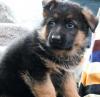 Puppies for sale Sweden, Stockholm German Shepherd Dog