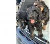 Puppies for sale Ukraine, Dnipropetrovsk , Sheepadoodle