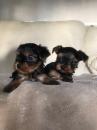 Puppies for sale Spain, Barcelona Yorkshire Terrier
