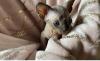 Puppies for sale Italy, Rome , SPHYNX KITTEN