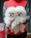 Puppies for sale Ukraine, Kharkiv Pomeranian Spitz