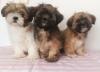 Puppies for sale Netherlands, Eindhoven Lhasa Apso