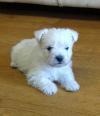 Puppies for sale Germany, Stuttgart West Highland White Terrier