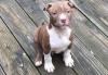 Puppies for sale Cyprus, Paphos Other breed, Pit-bull
