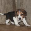 Puppies for sale Cyprus, Nicosia Beagle