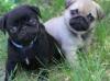 Puppies for sale Ireland, Cork Pug