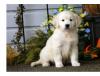 Puppies for sale Cyprus, Ayia Napa Golden Retriever