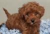 Puppies for sale Sweden, Malmo Toy-poodle