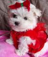 Puppies for sale Netherlands, Bergen aan Zee Maltese