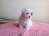 Puppies for sale Belgium, Brussels , maltipoo