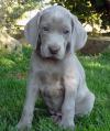 Puppies for sale Malta, Valletta Weimaraner