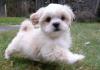 Puppies for sale Sweden, Stockholm Lhasa Apso